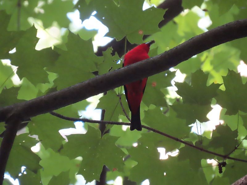Scarlet Tanager - ML592960121