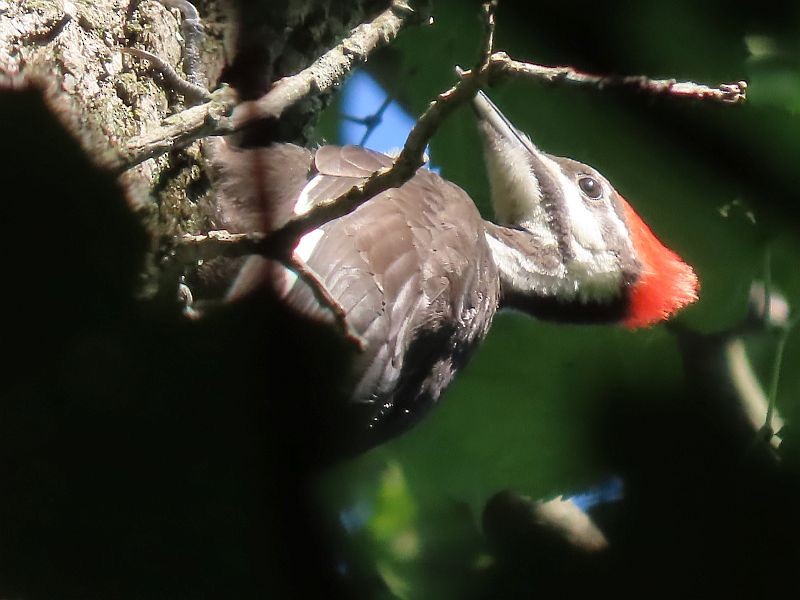 Pileated Woodpecker - ML592960231