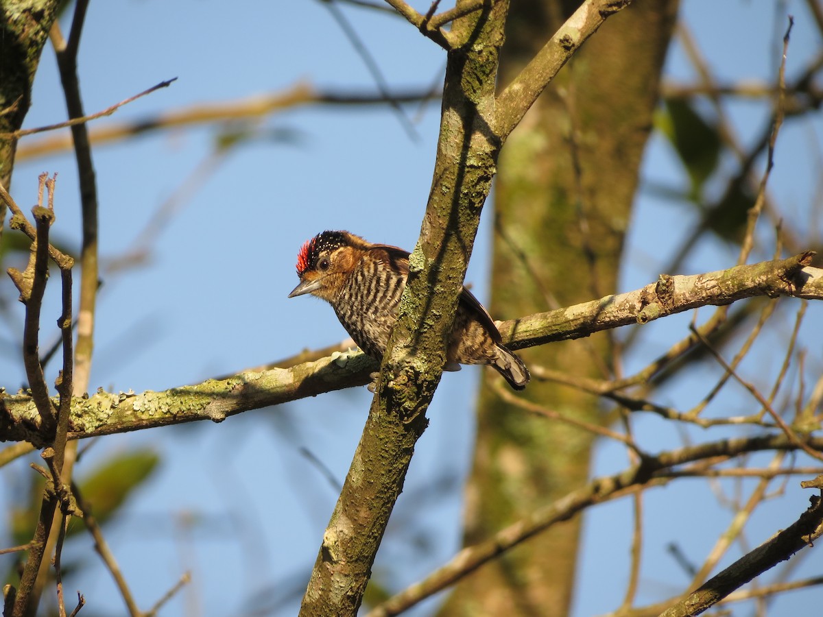 Ochre-collared Piculet - ML592963091