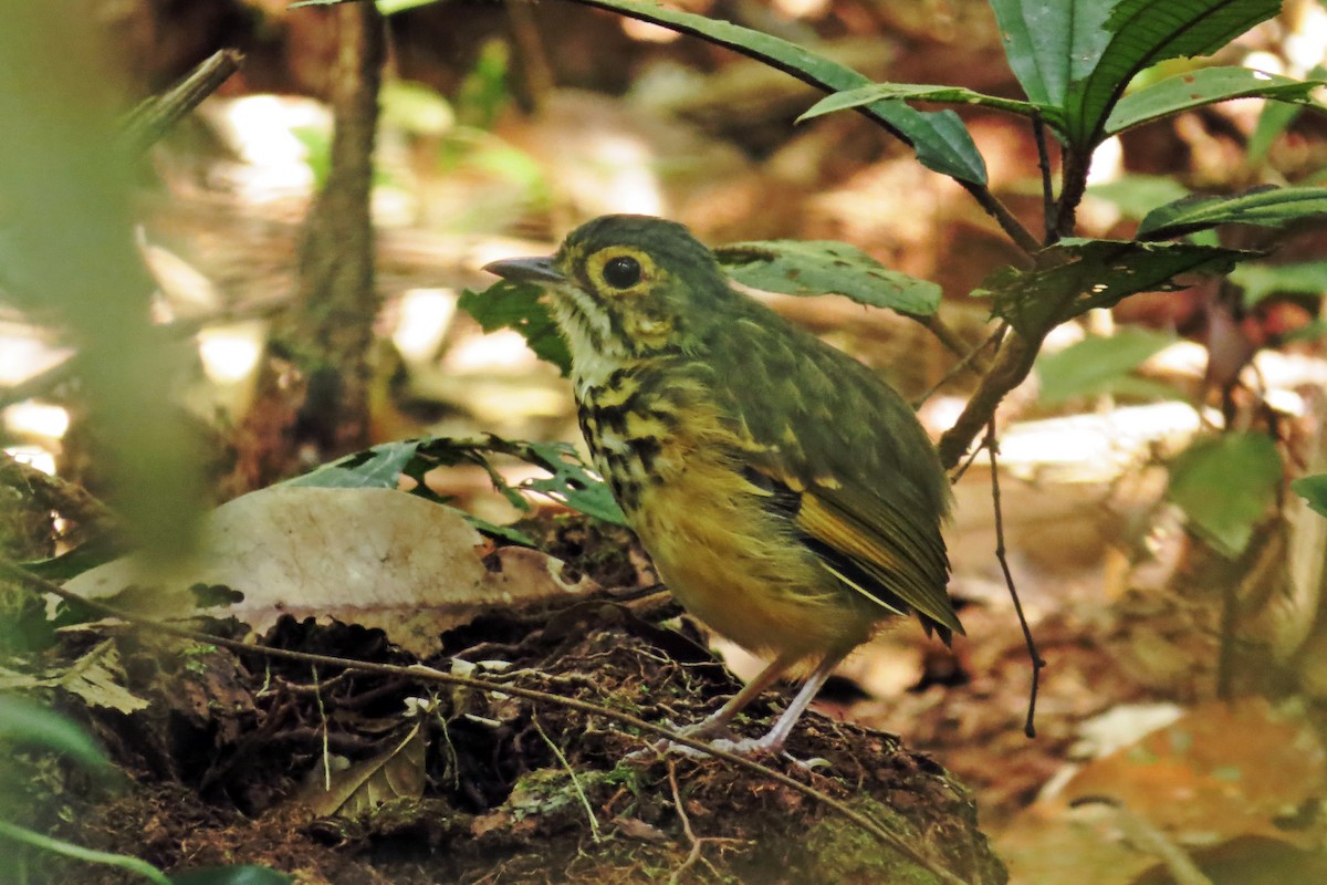 Spotted Antpitta - ML592965101