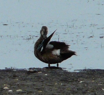 Blue-winged Teal - ML592965701