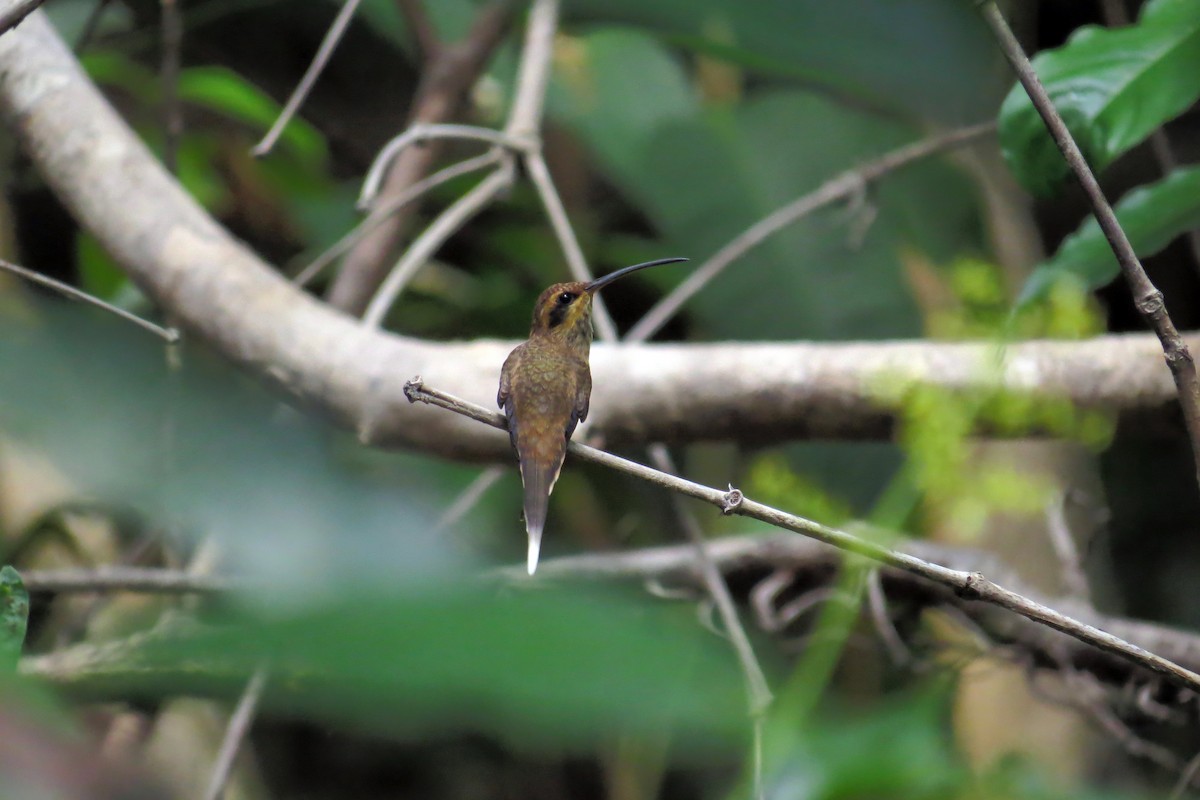 Гвианский колибри-отшельник - ML592966581