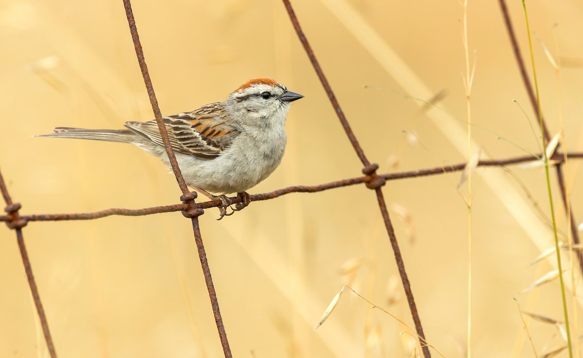 Chipping Sparrow - ML592969491