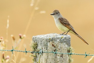 Ash-throated Flycatcher