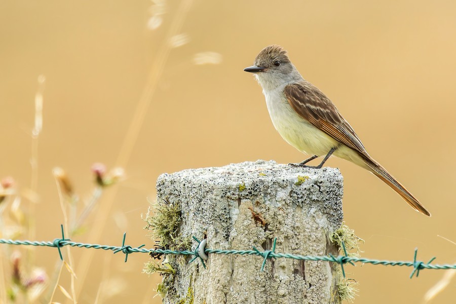 Ash-throated Flycatcher
