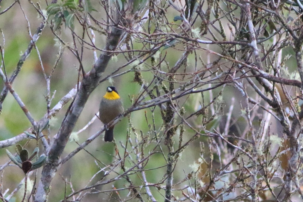 Yellow-throated Tanager - ML592970931
