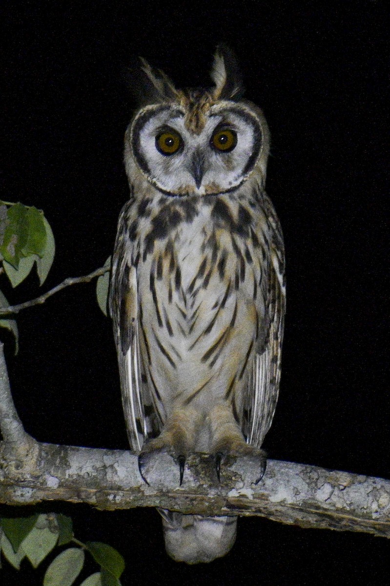 Striped Owl - ML592972651