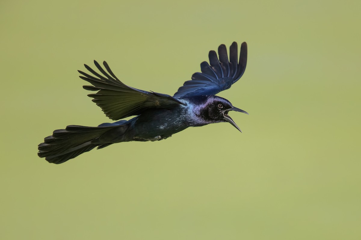 Boat-tailed Grackle - ML592973991
