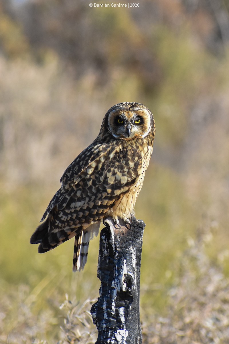 Short-eared Owl - ML592975481