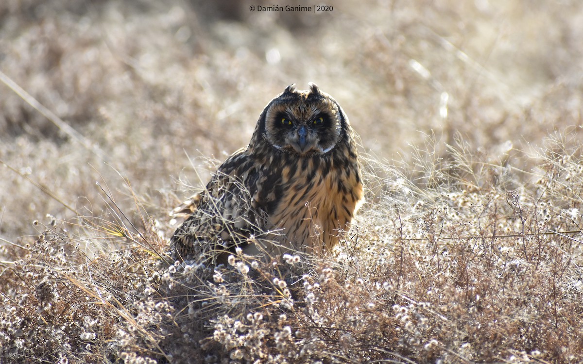 Short-eared Owl - ML592975681