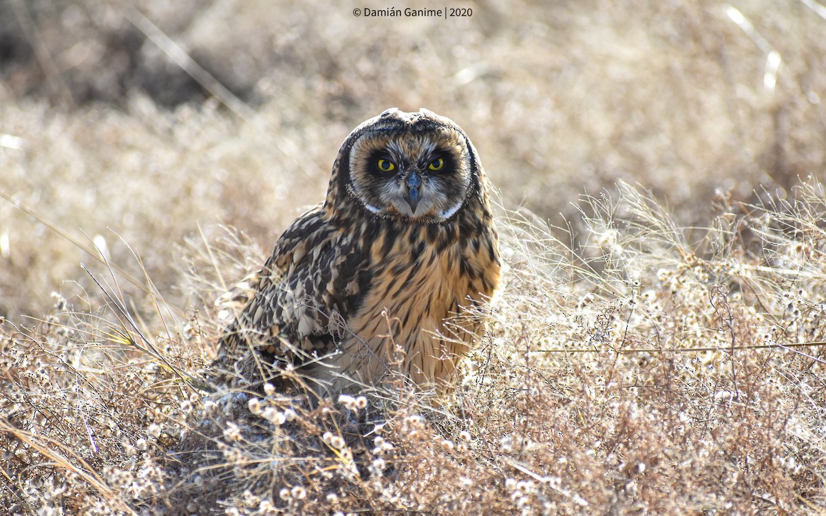 Short-eared Owl - ML592976421