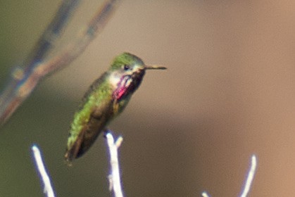 Calliope Hummingbird - ML592976631