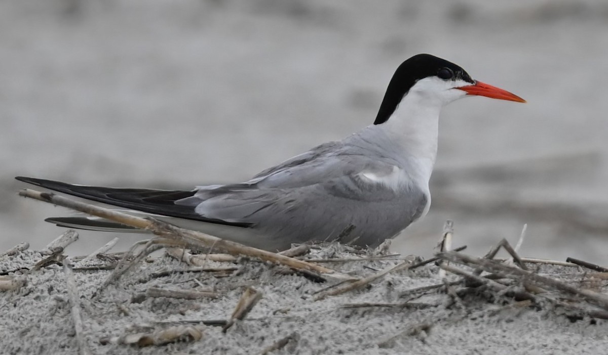 Common Tern - Ann Stinely
