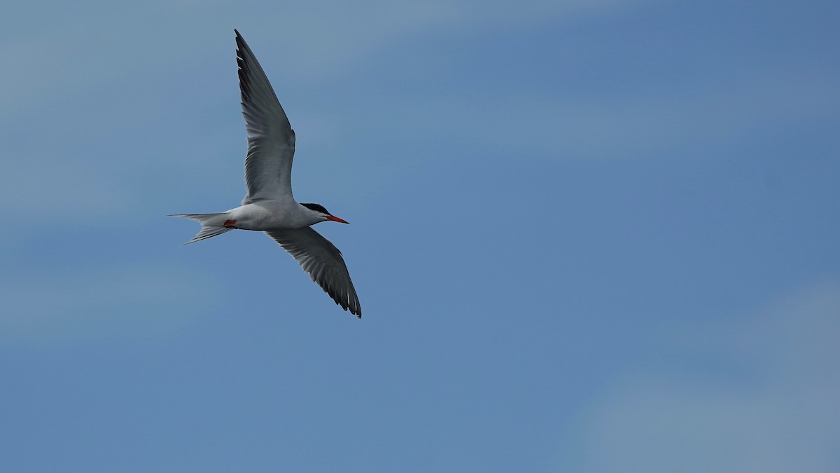 Common Tern - ML592978411