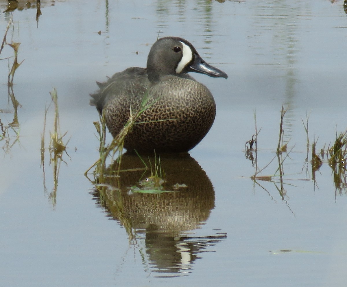Blue-winged Teal - ML59297911