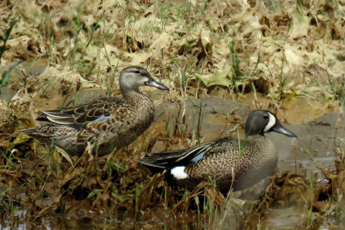 Blue-winged Teal - ML59297931