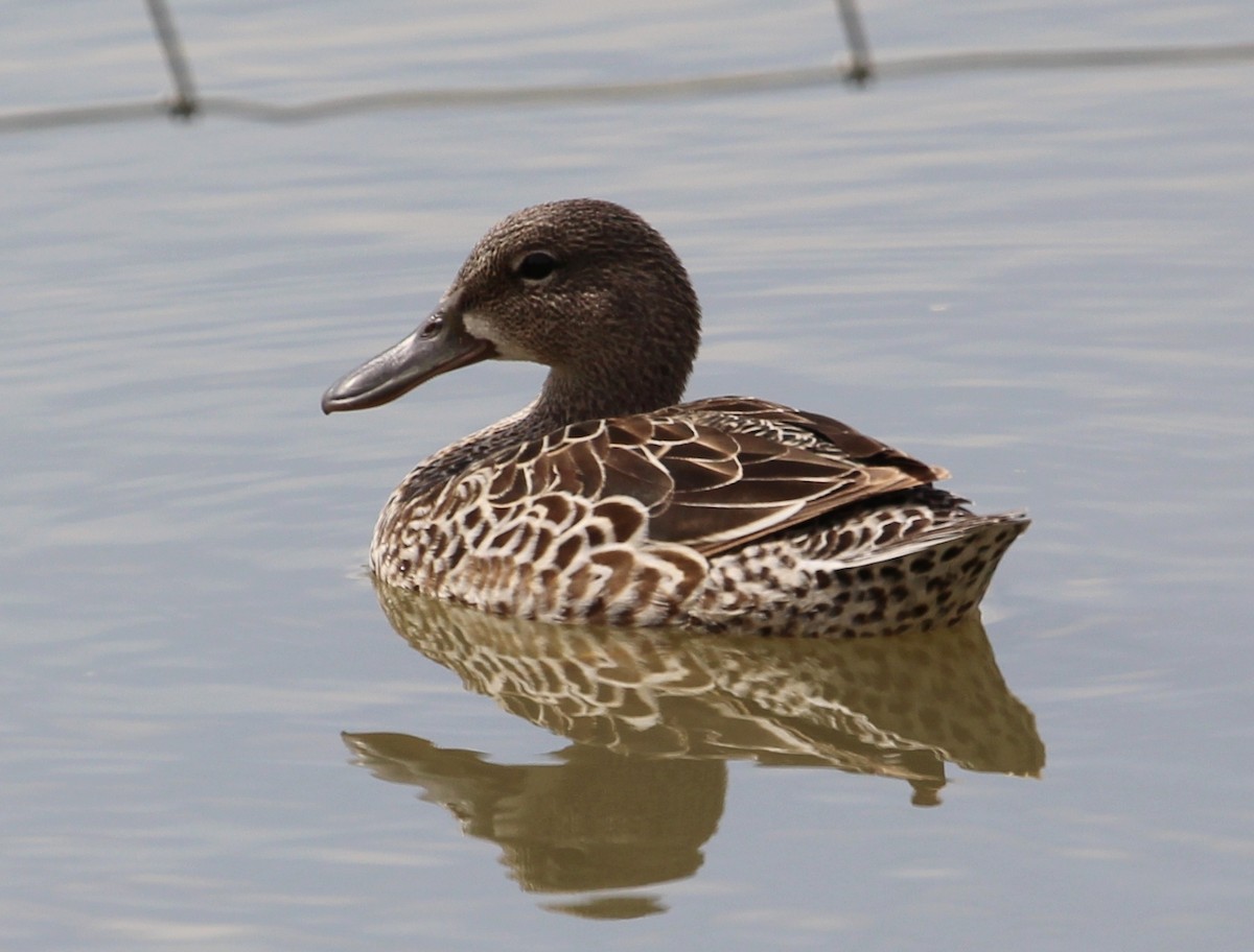 Blue-winged Teal - ML59298751