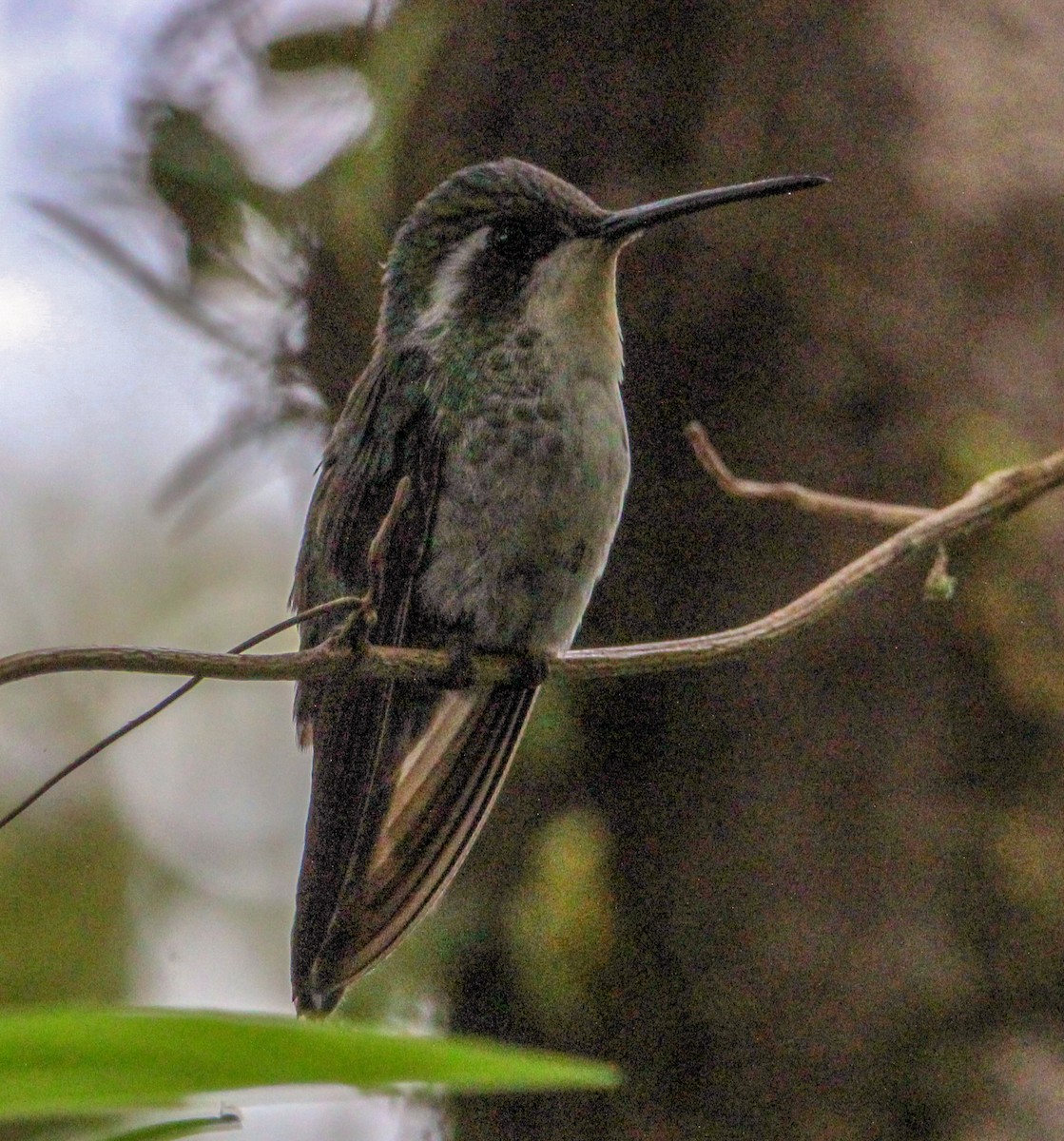 kolibřík skvrnkoprsý - ML592992401