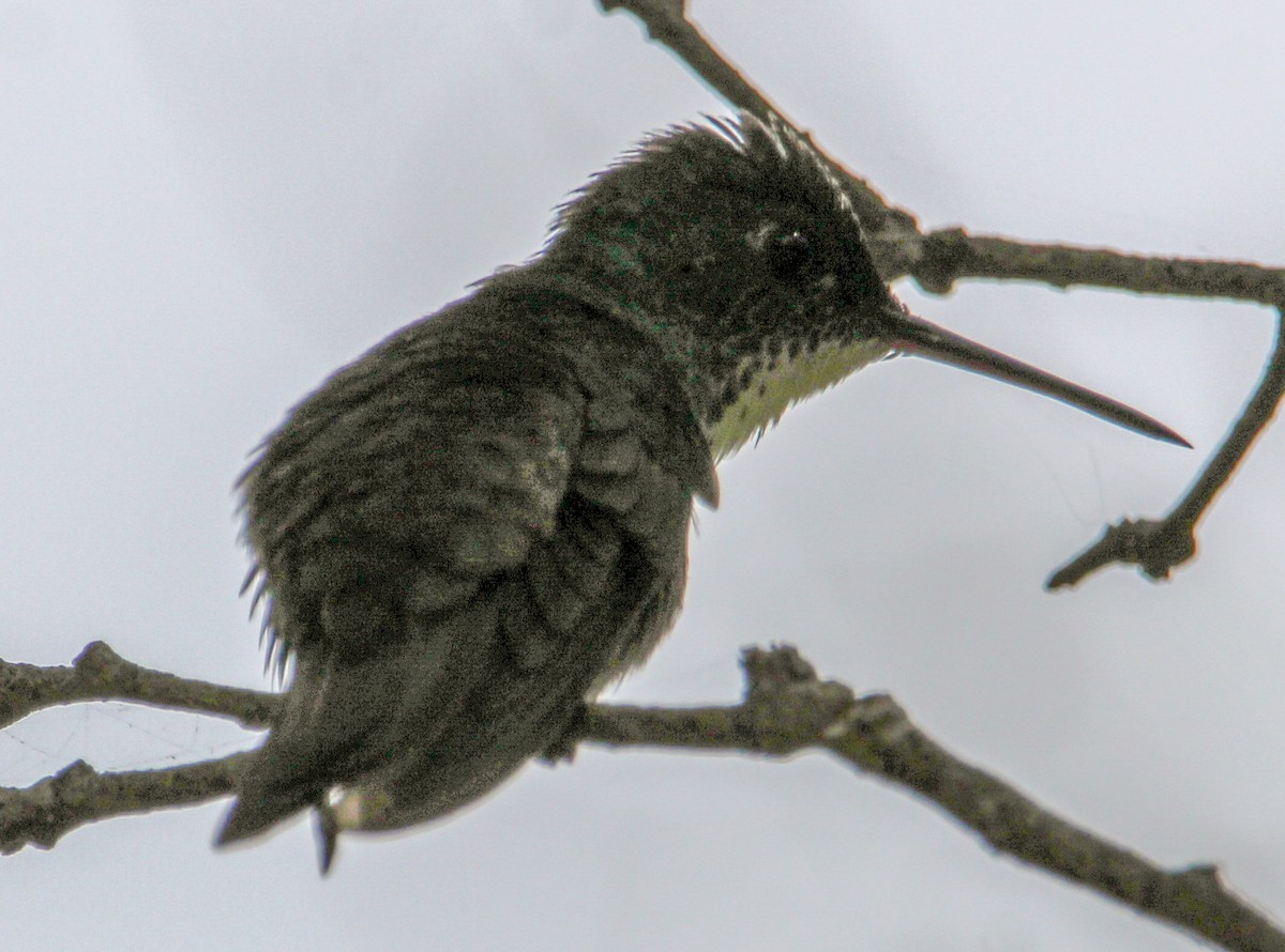 Azure-crowned Hummingbird - ML592992441