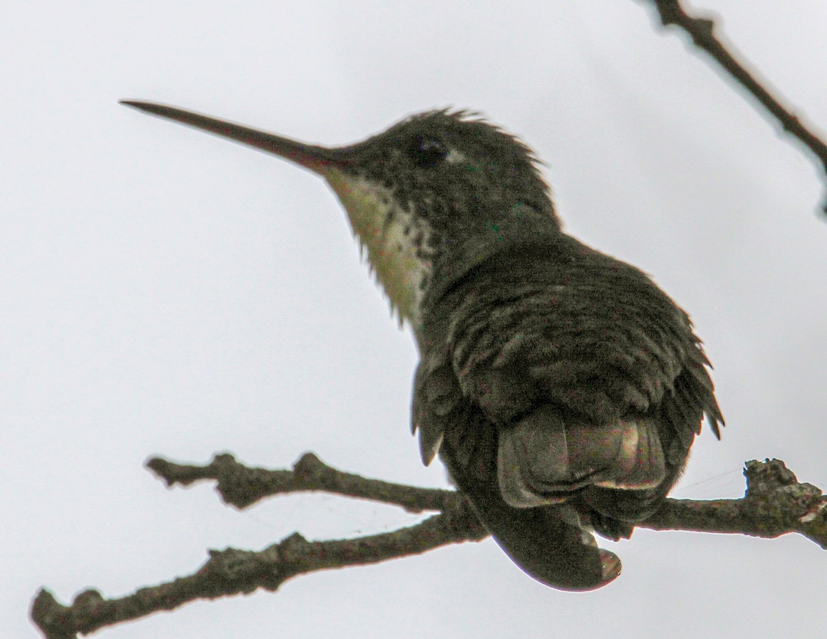 Azure-crowned Hummingbird - ML592992451