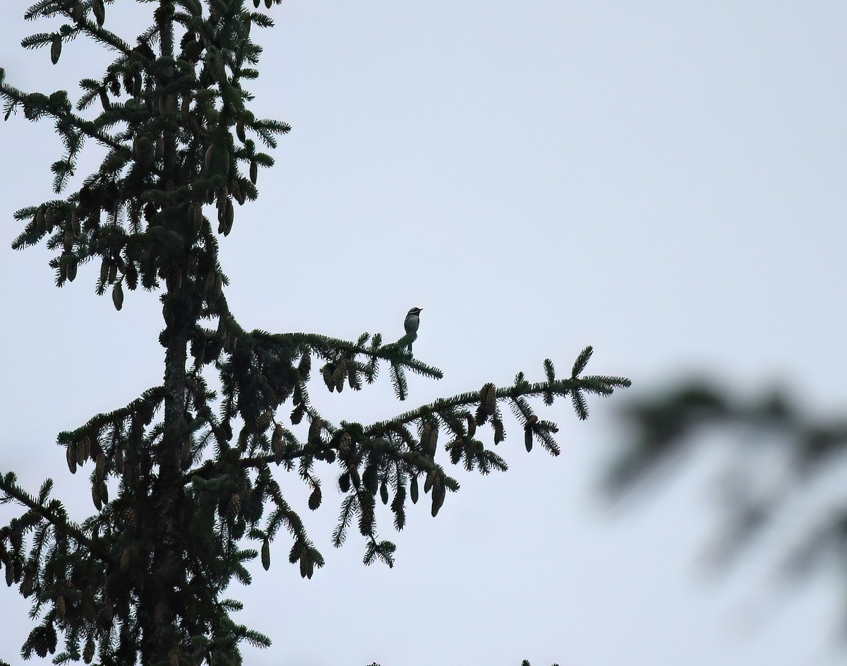 Black-throated Gray Warbler - ML592994841
