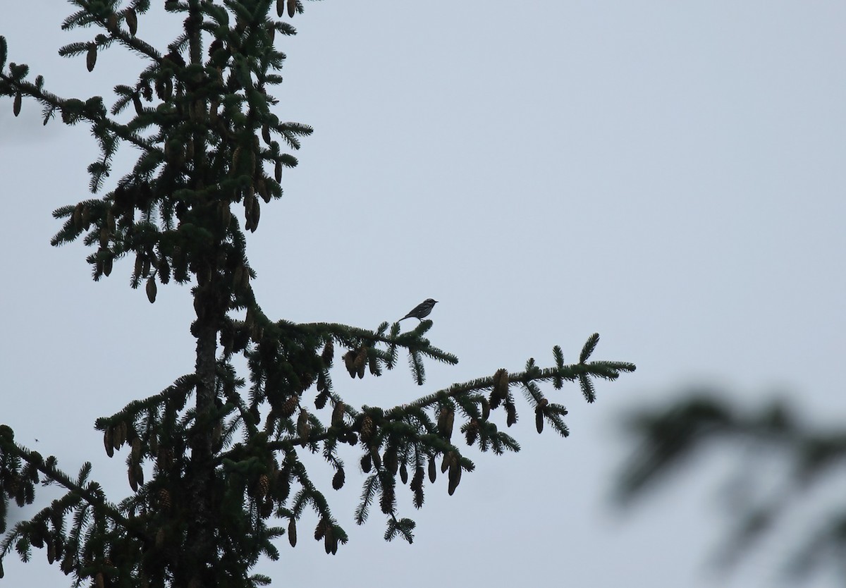 Black-throated Gray Warbler - ML592994851