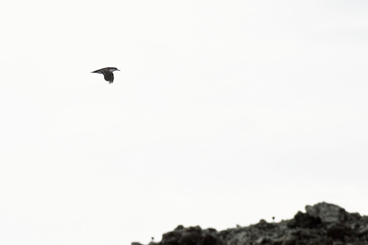 buřňák galapážský (světlá křídla) - ML592996611