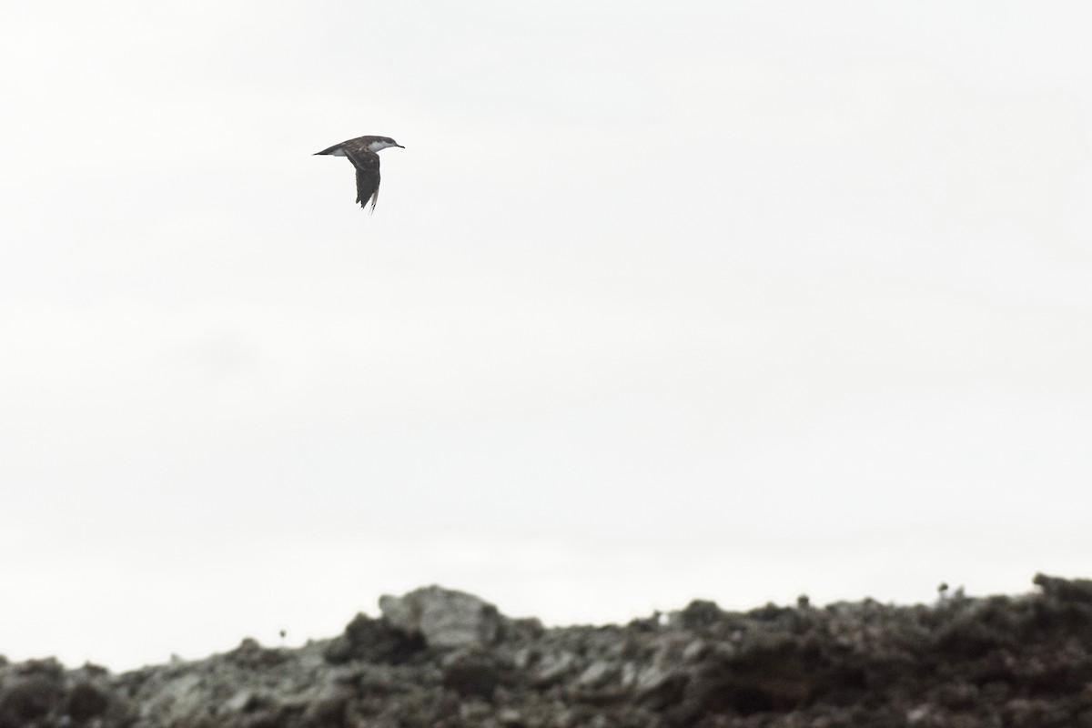 Pardela de Galápagos (alas claras) - ML592996661