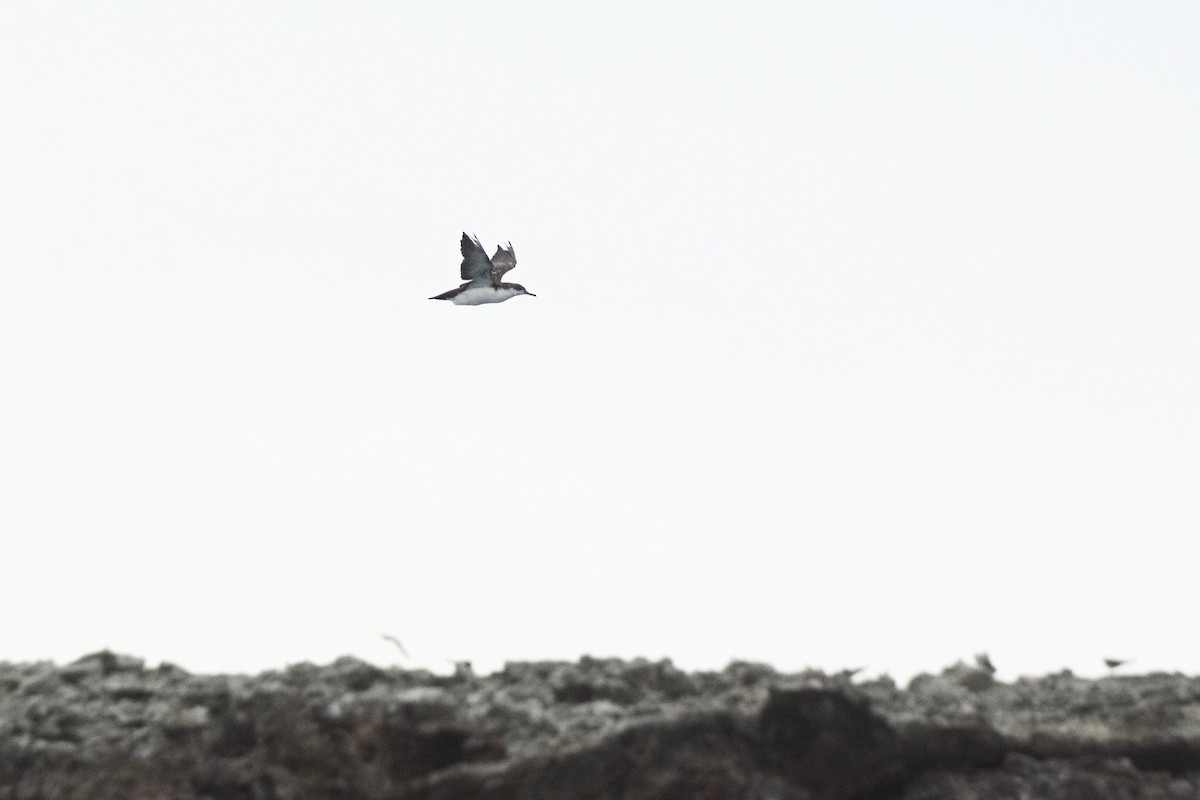 Galapagos Shearwater (Light-winged) - Jan Cubilla