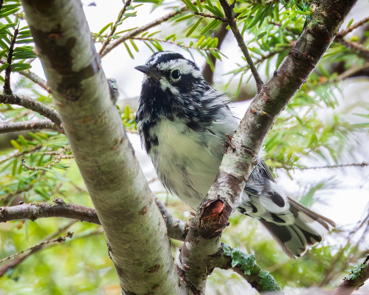 Black-and-white Warbler - ML592998561