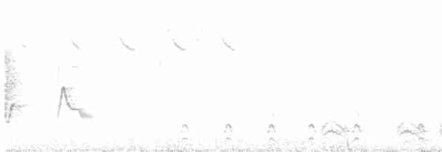 Paruline noir et blanc - ML593000131