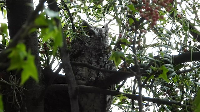 Western Screech-Owl (Sutton's) - ML593005411