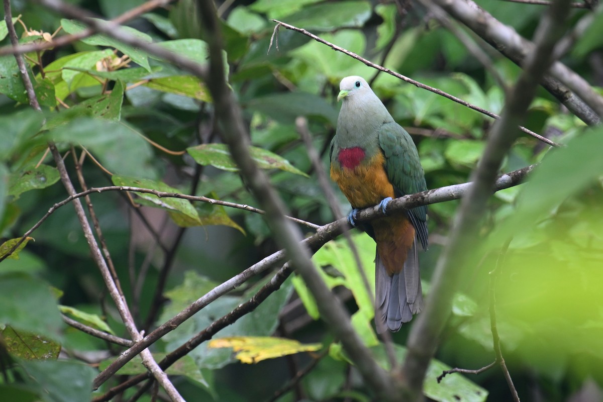 Scarlet-breasted Fruit-Dove - ML593007751