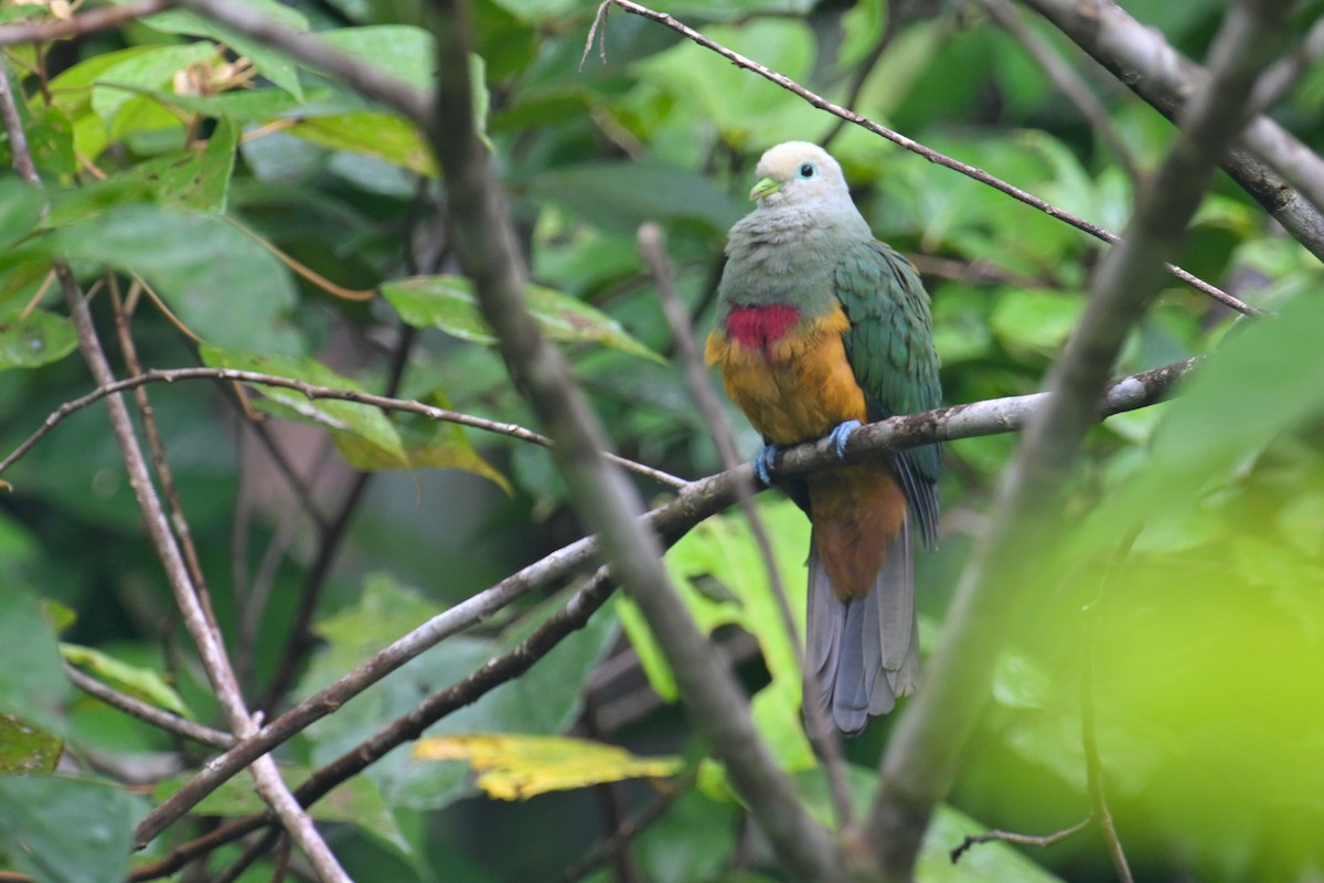 Scarlet-breasted Fruit-Dove - ML593007791