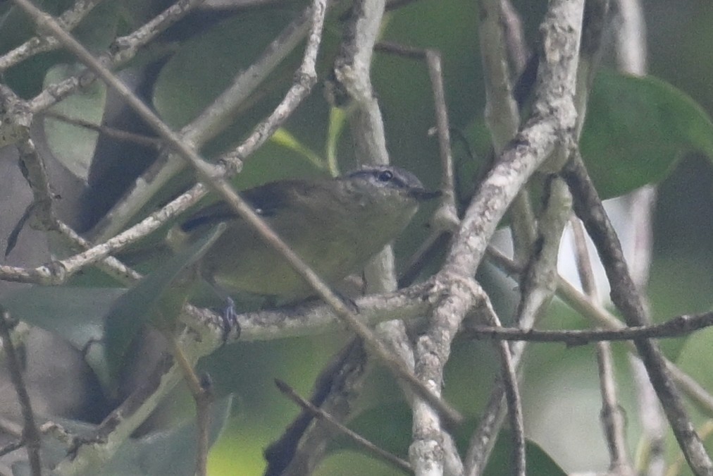 Island Leaf Warbler (Halmahera) - ML593008091