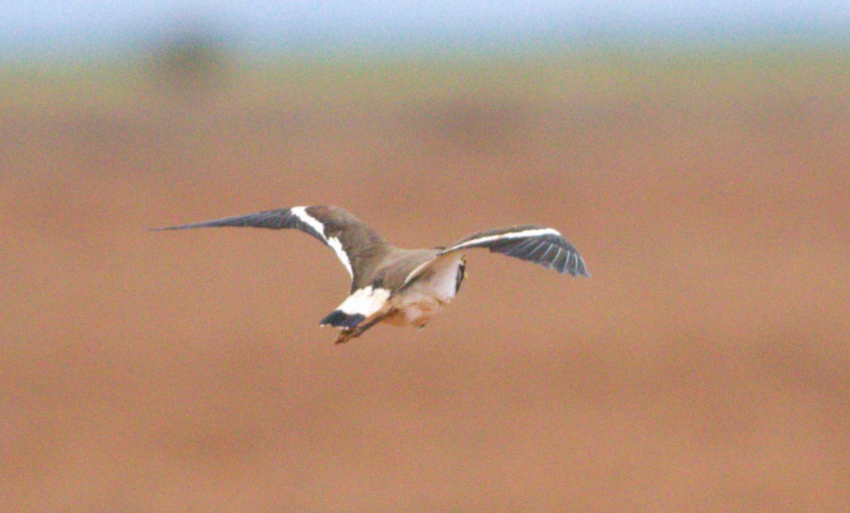 Banded Lapwing - ML593010501