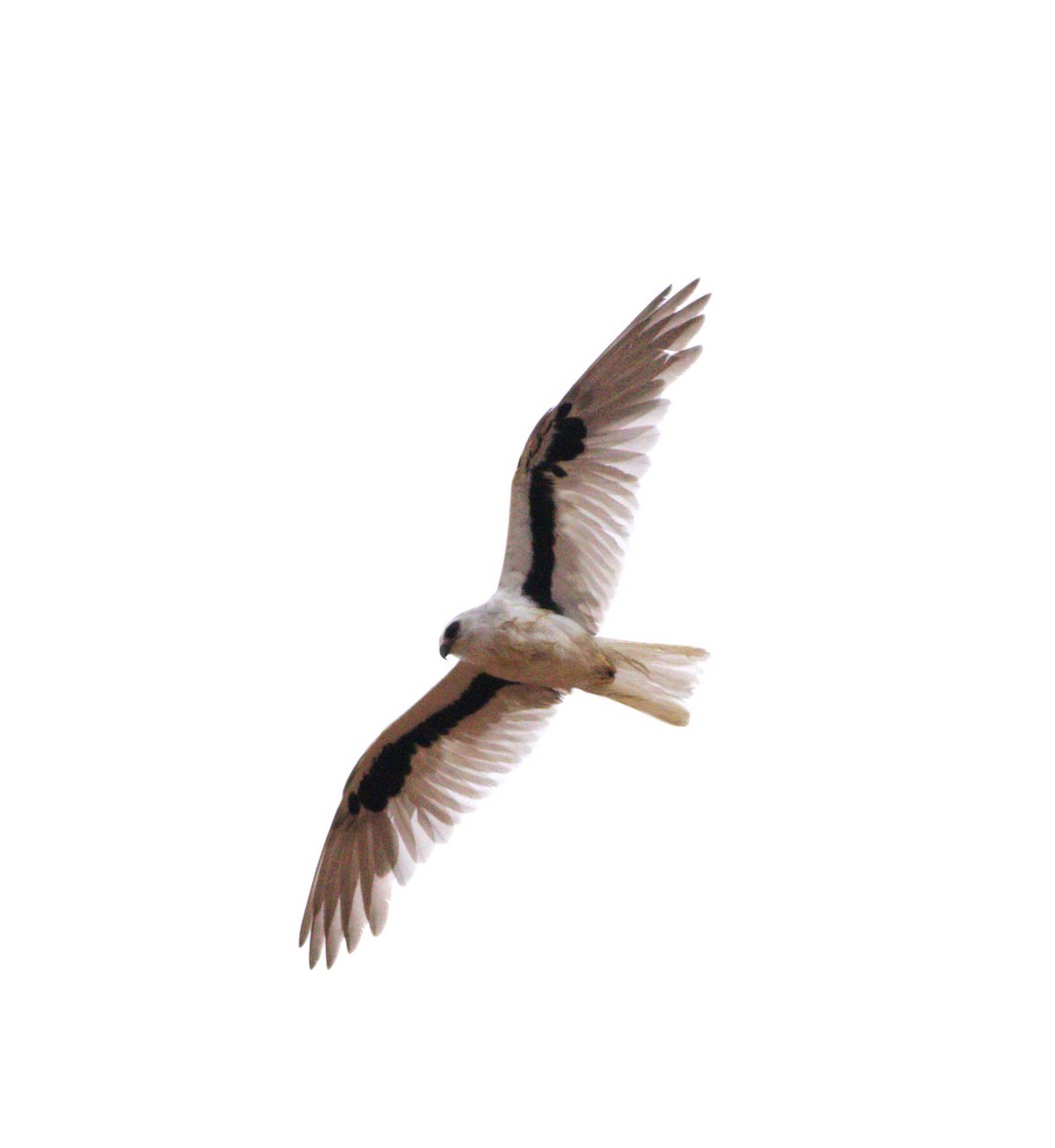 Letter-winged Kite - ML593010711