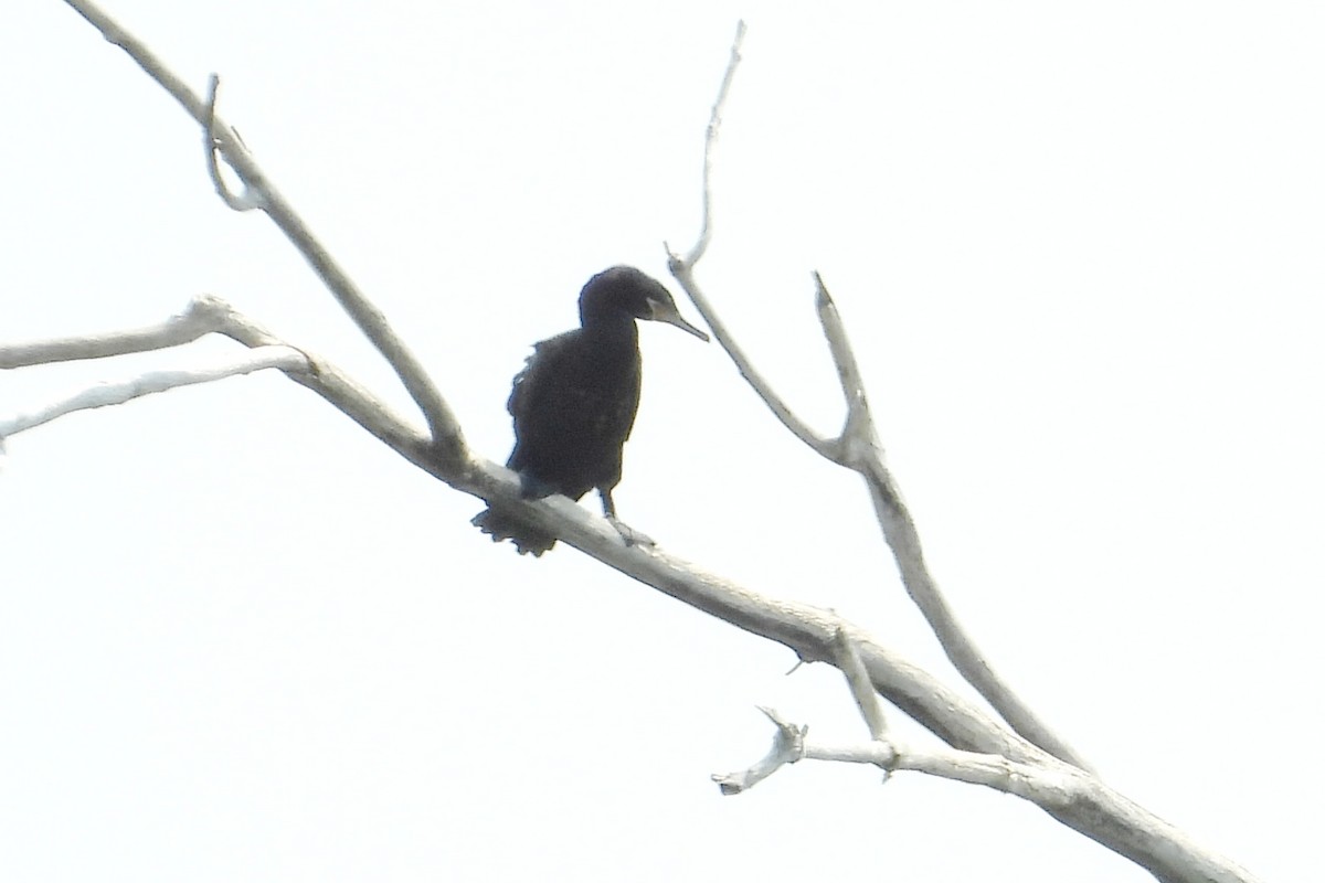 eBird Checklist 10 Jul 2023 102th Street SE, Hecla, North Dakota