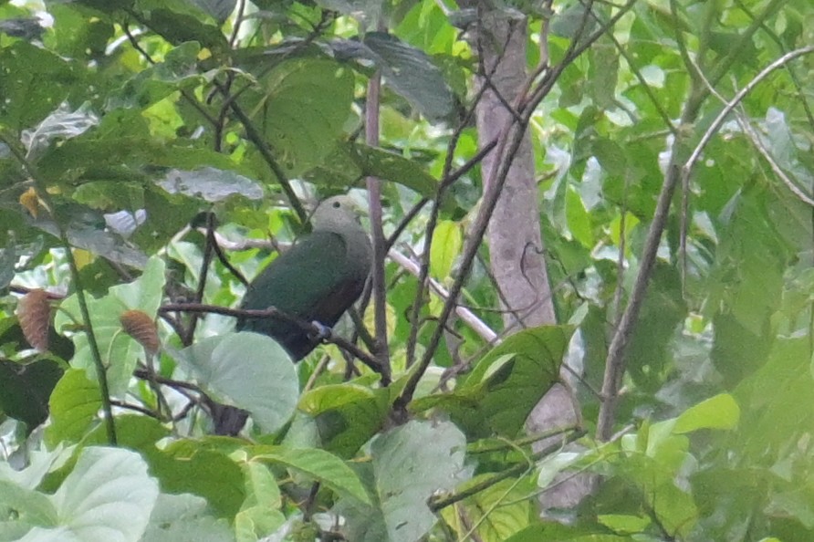 Scarlet-breasted Fruit-Dove - ML593012511