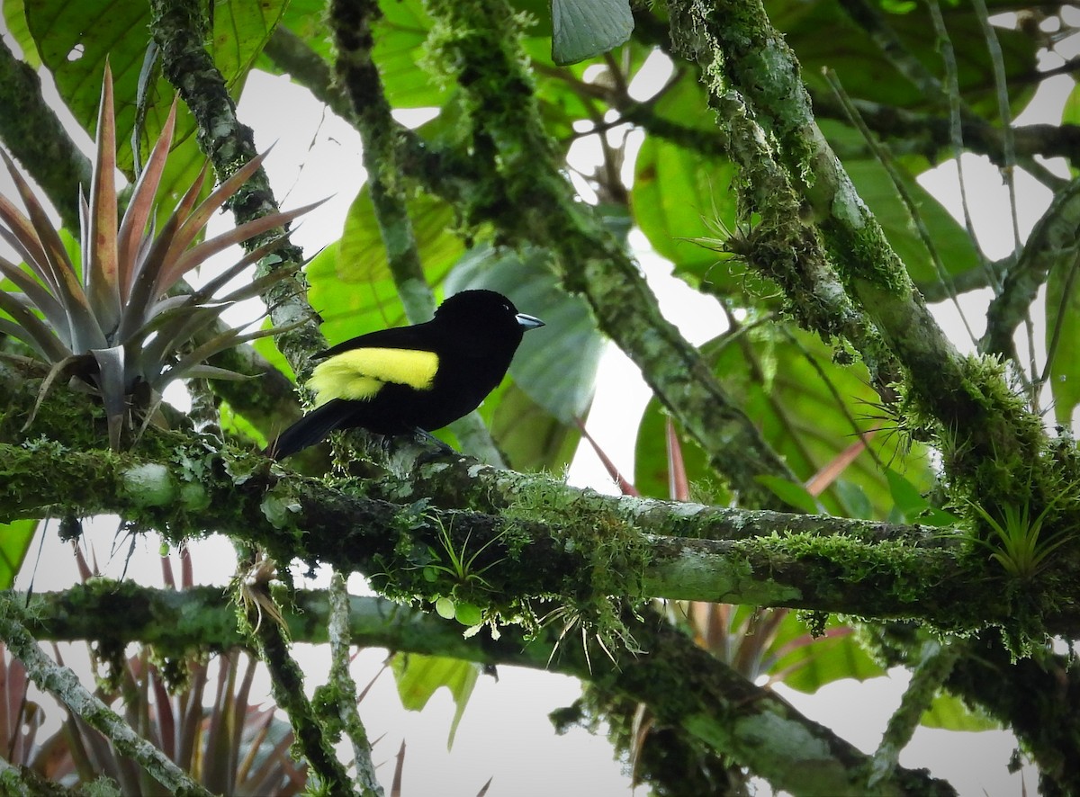 Flame-rumped Tanager - ML593014751