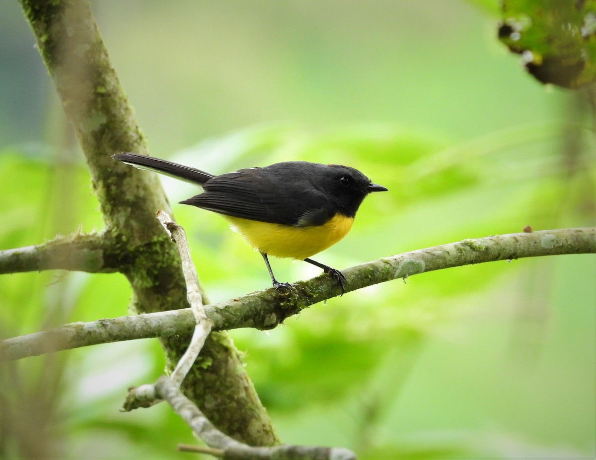 Slate-throated Redstart - ML593016471