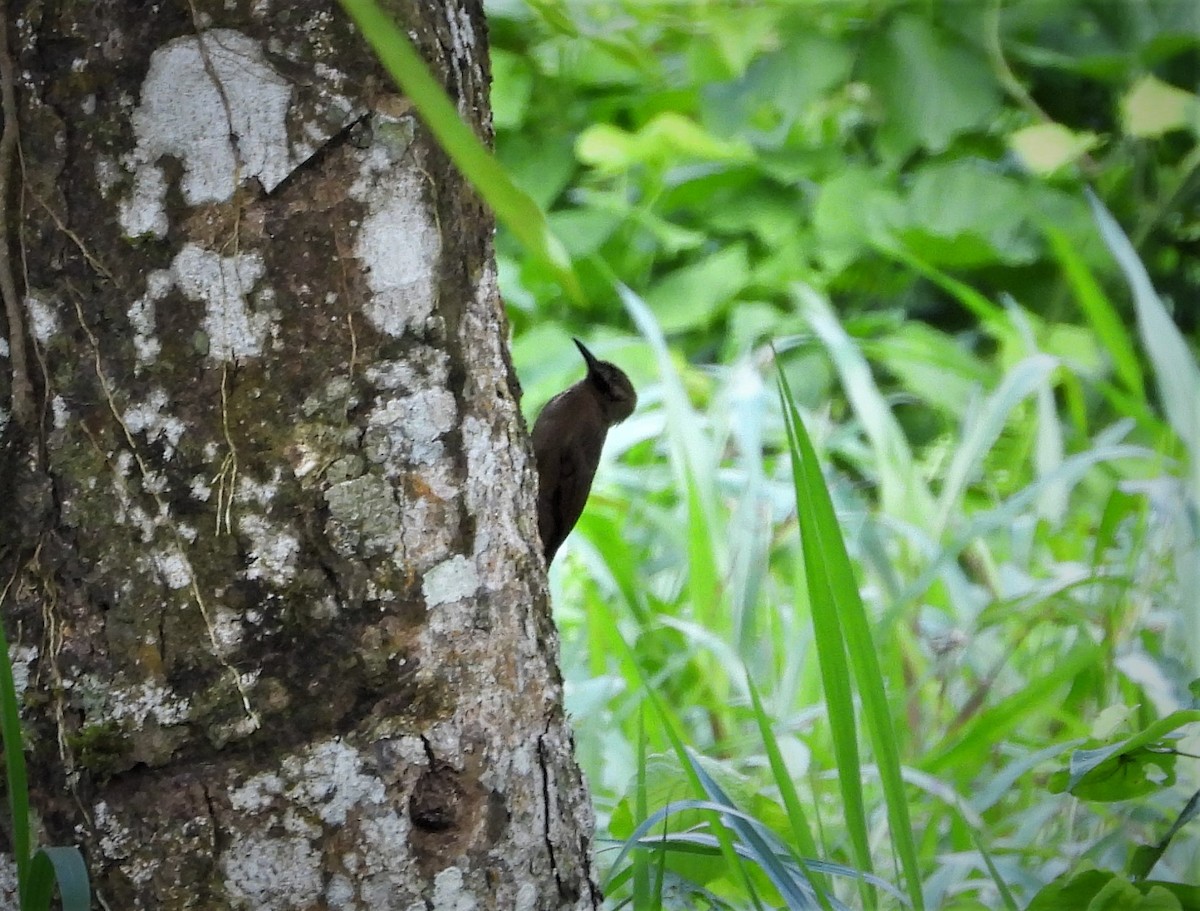 Plain-brown Woodcreeper - ML593017481
