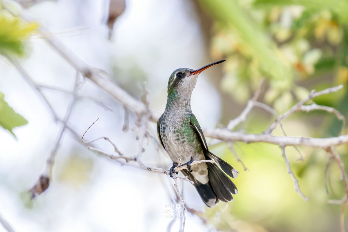 Tres Marias Hummingbird - ML593020141