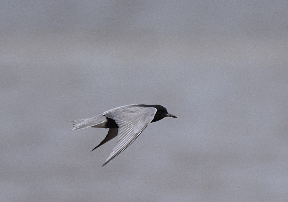 Black Tern - ML59302141