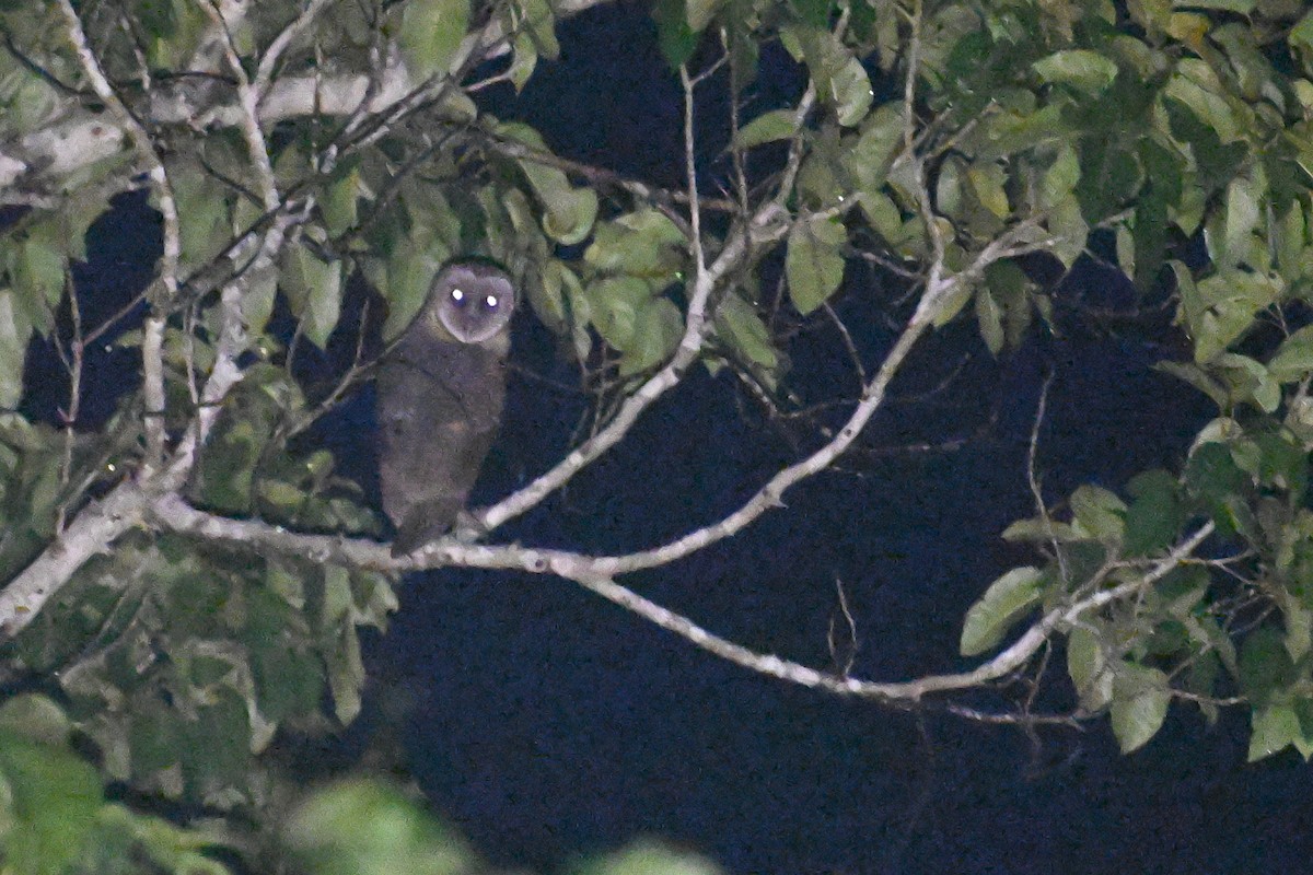 Sulawesi Masked-Owl - ML593022251