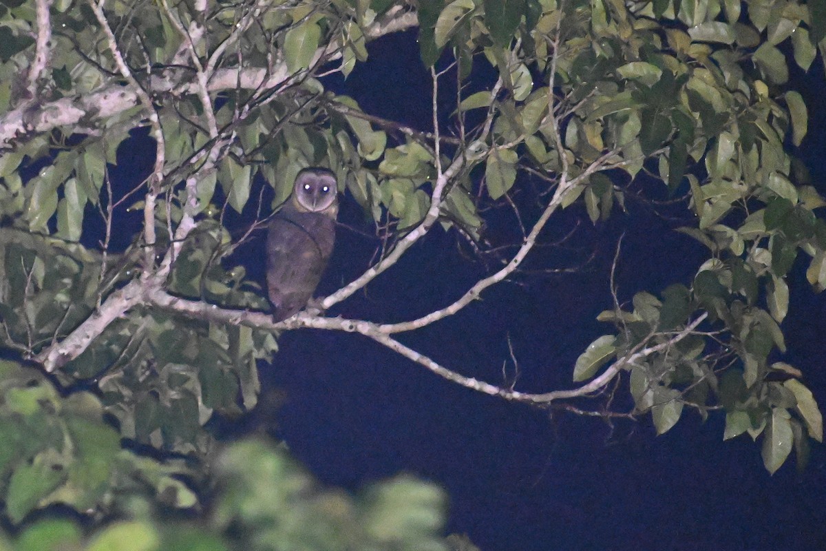 Sulawesi Masked-Owl - ML593022261