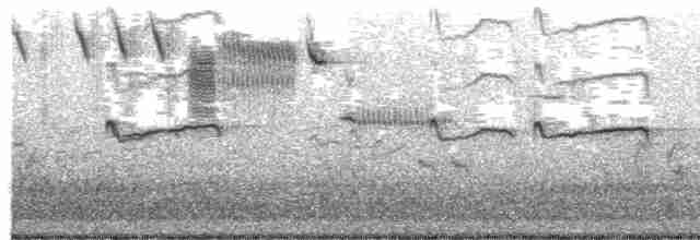 Короткоклювый бекасовидный веретенник - ML593023841