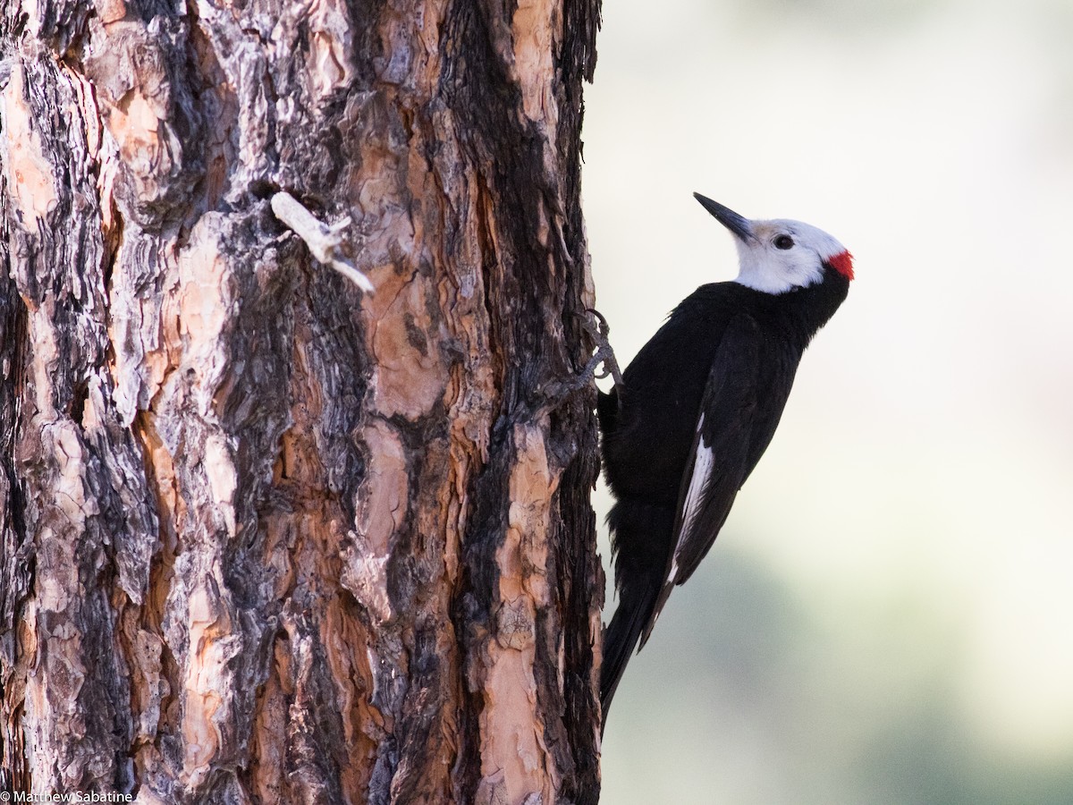 White-headed Woodpecker - matthew sabatine