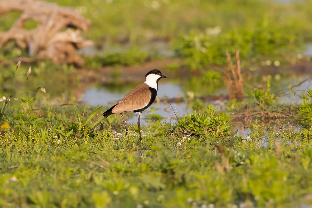 Spur-winged Lapwing - ML593026641