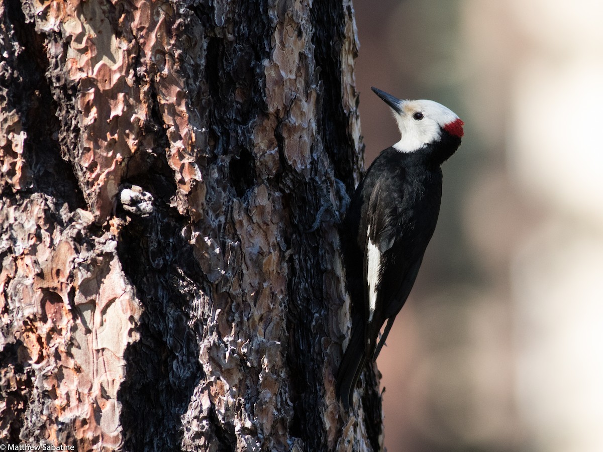 White-headed Woodpecker - ML59302671
